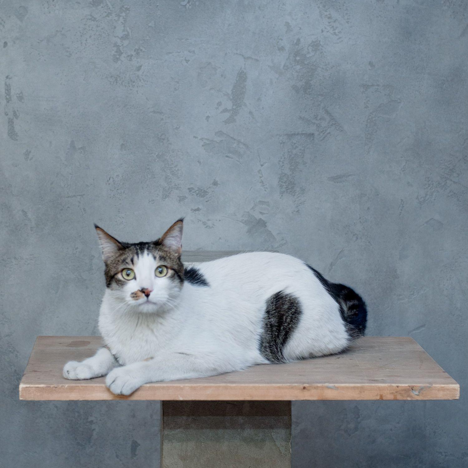 تیم ما - گربه - our team -cat